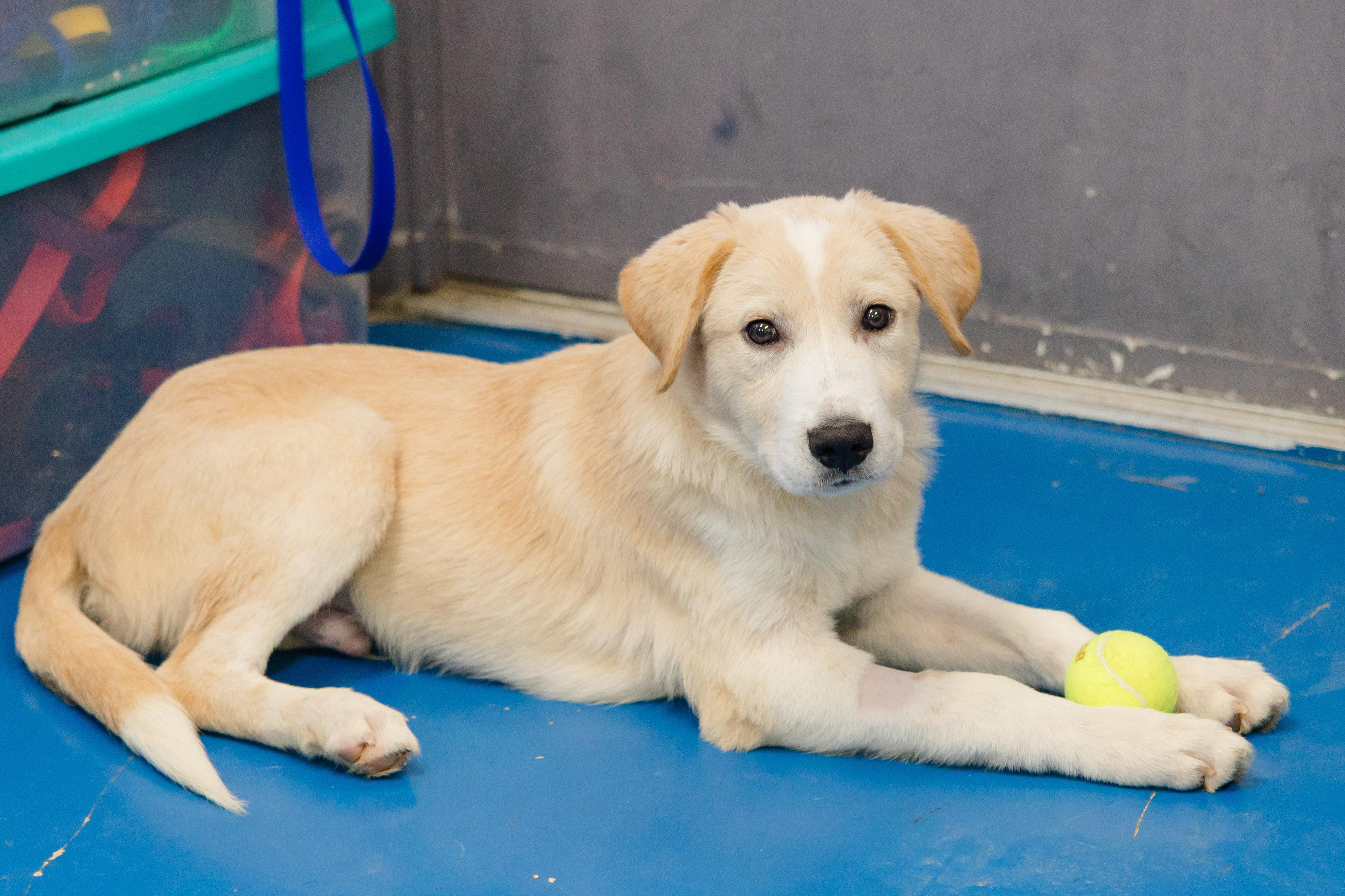 Ajax, Adoptable, Puppy Male Great Pyrenees & Hound.