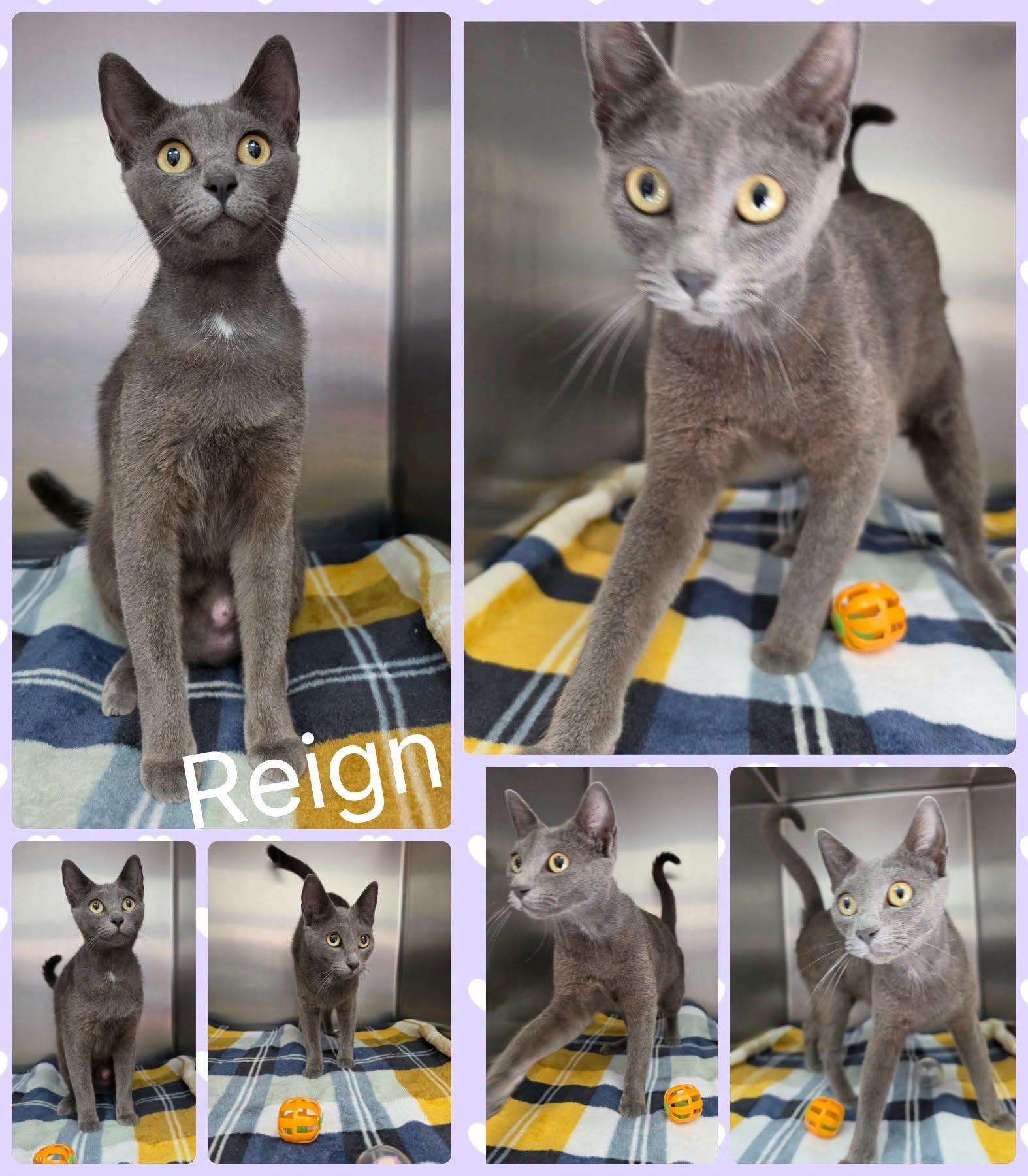 Reign, ADOPTABLE, Adult Female Domestic Short Hair.