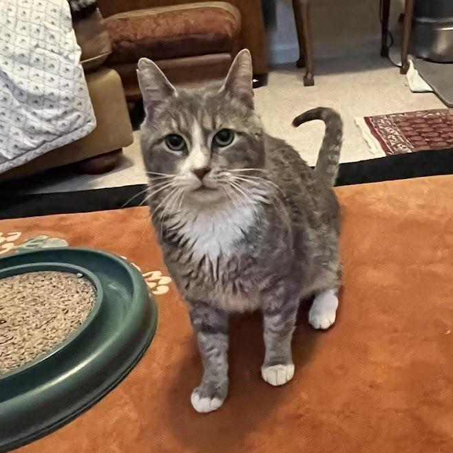 Enlarge Frankie, a Adoptable Domestic Short Hair in Harrisonburg, VA image 1/3