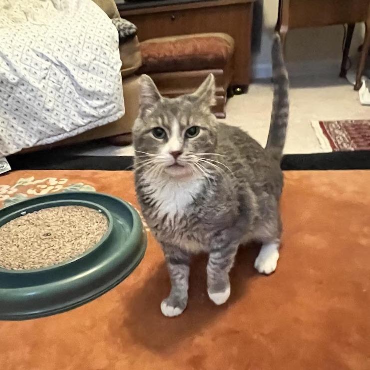 Enlarge Frankie, a Adoptable Domestic Short Hair in Harrisonburg, VA image 2/3