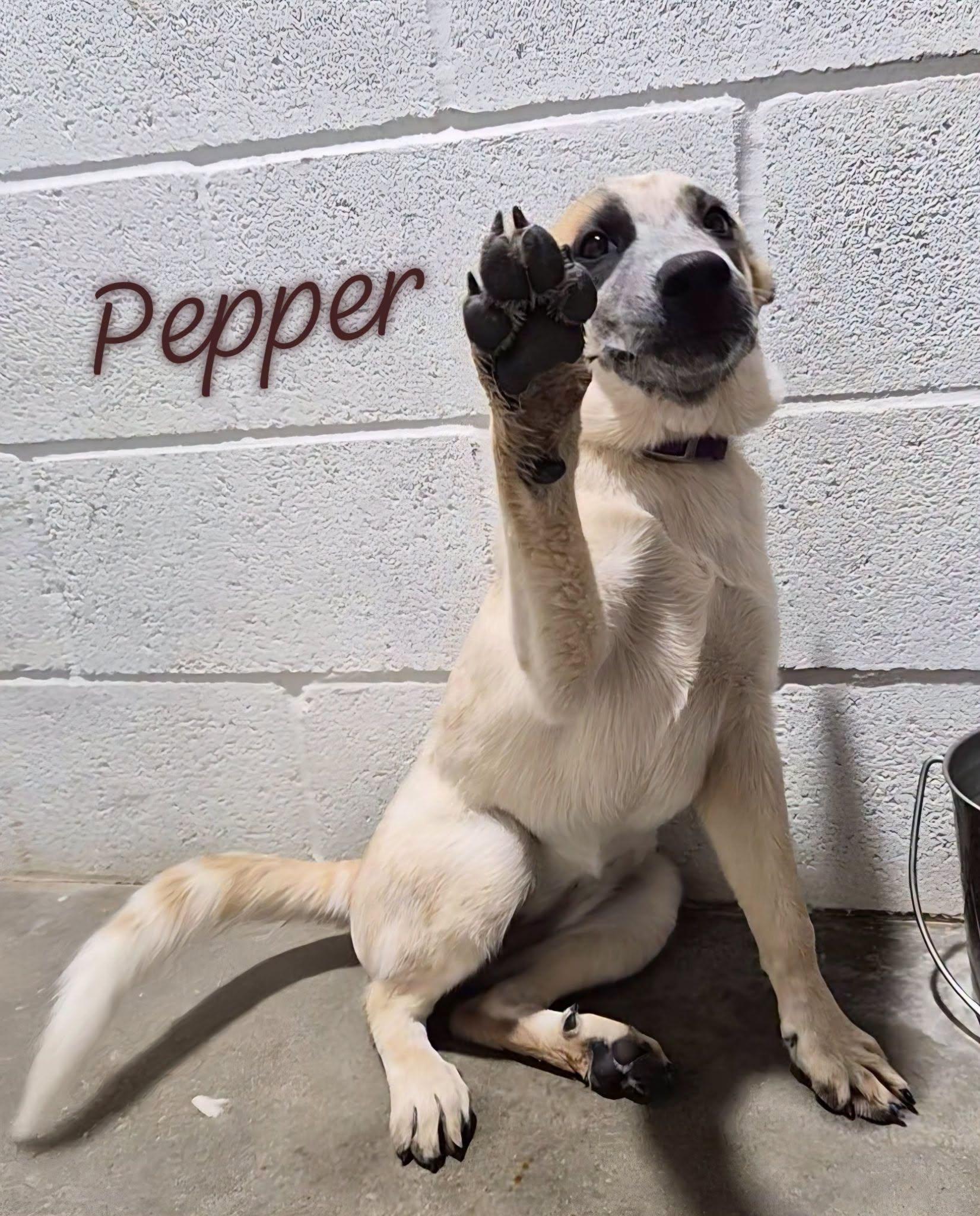 Pepper, Adoptable, Puppy Female Australian Cattle Dog / Blue Heeler & Great Pyrenees.