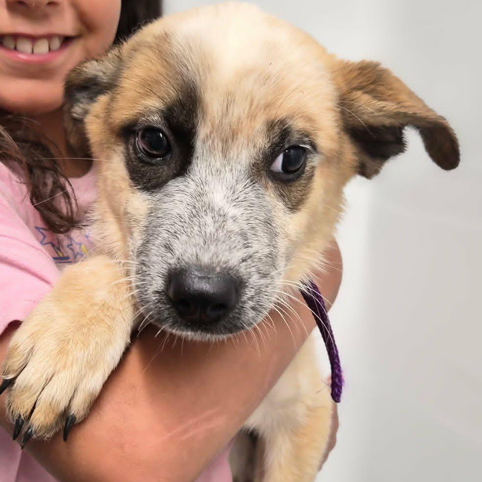 Enlarge Pepper, a Adoptable mixed breed in Montague, TX image 2/2