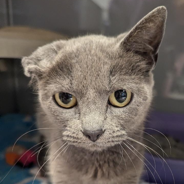 Cat for adoption Crunch, a Domestic Short Hair in Midland, MI Petfinder