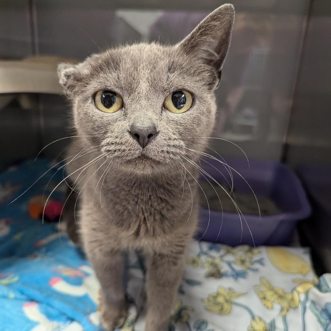 Cat for adoption Crunch, a Domestic Short Hair in Midland, MI Petfinder