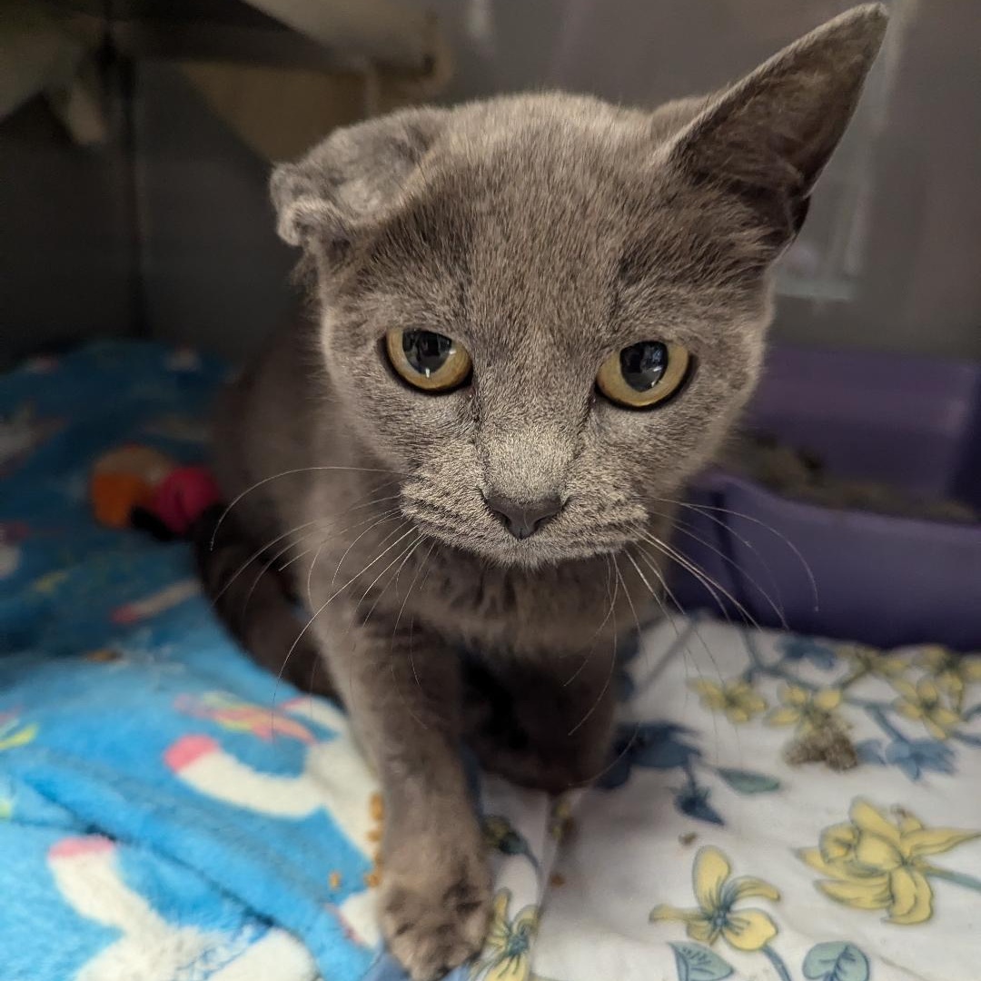 Cat for adoption Crunch, a Domestic Short Hair in Midland, MI Petfinder