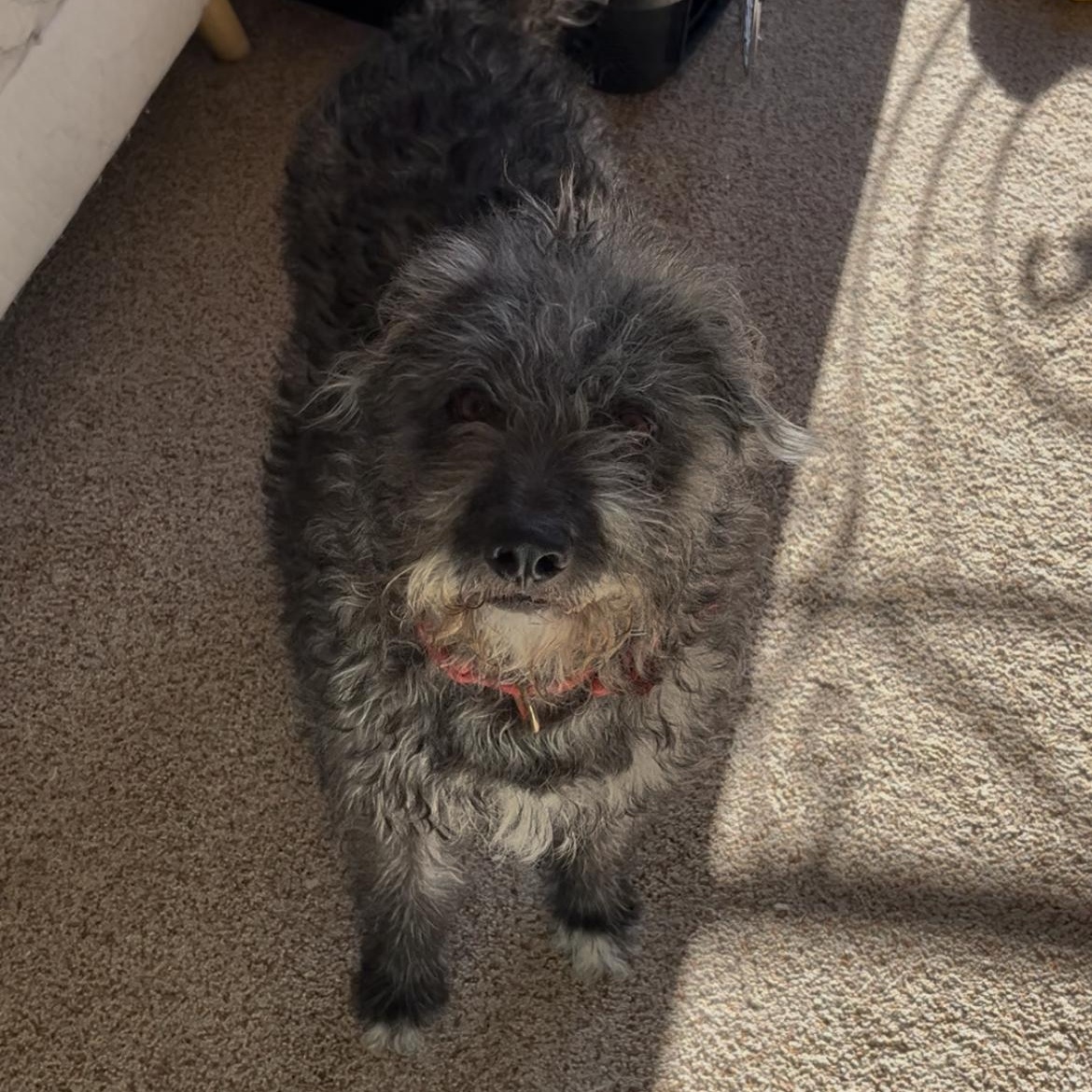 Enlarge Winnie, a Adoptable mixed breed in El Paso, TX image 1/6