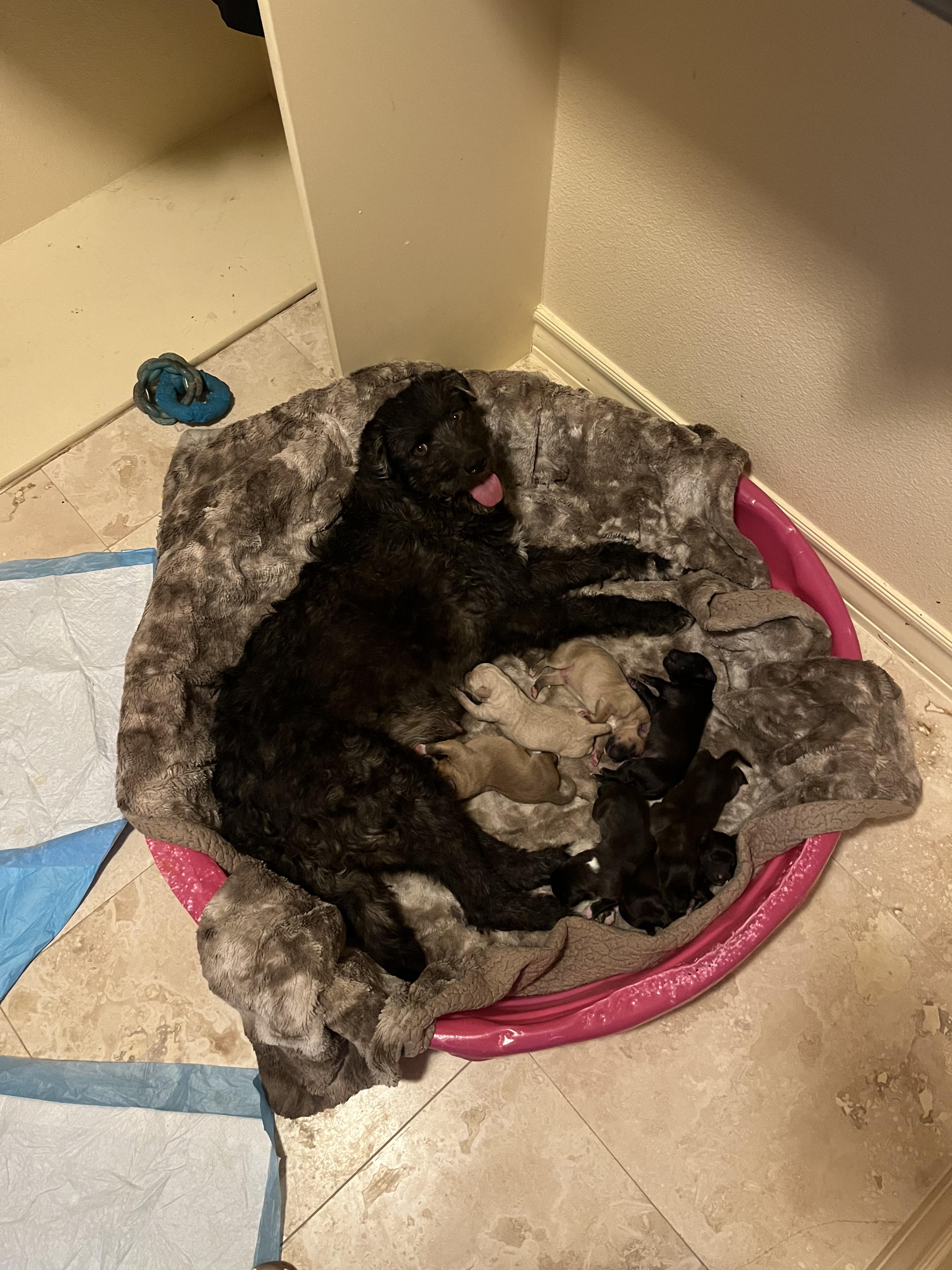 Winnie, a Adoptable mixed breed in El Paso, TX image 6/6