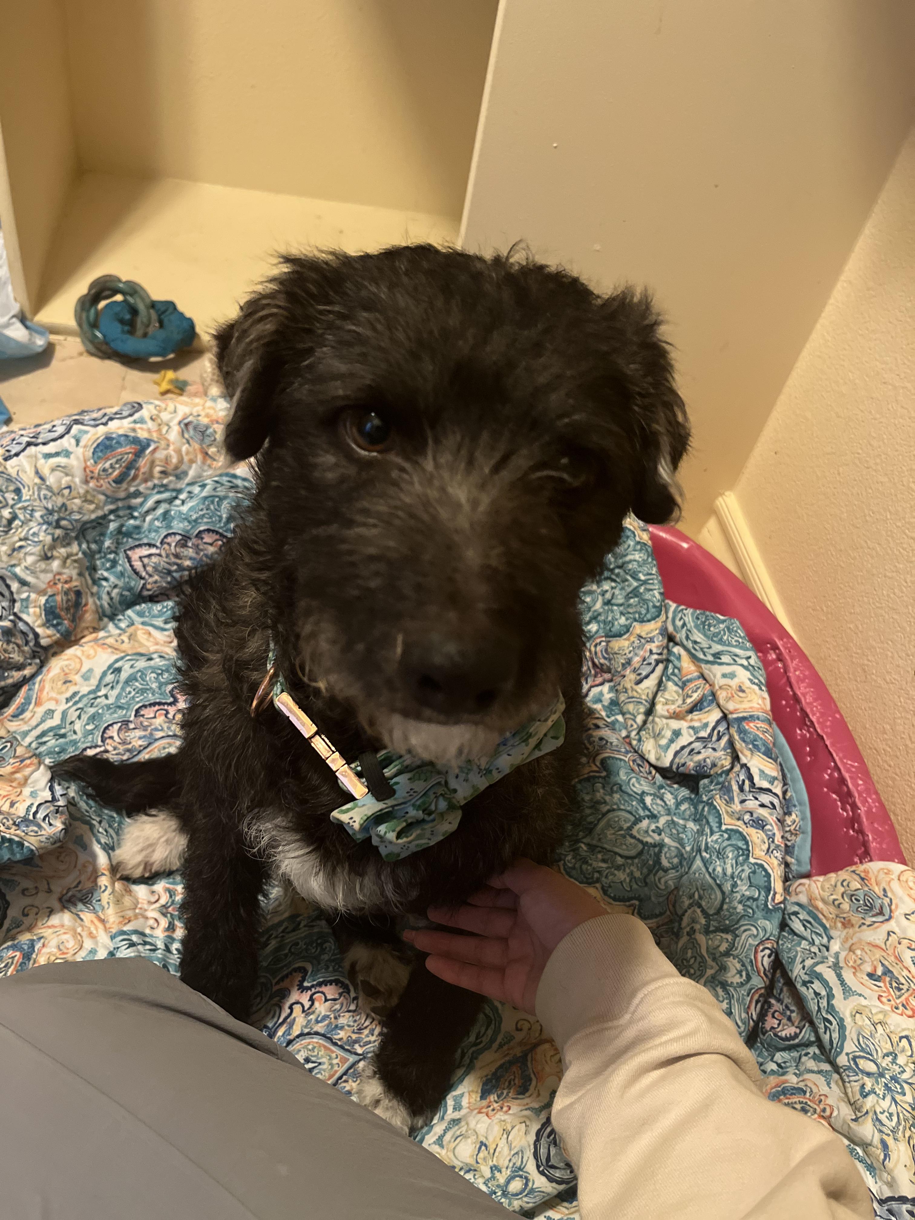 Winnie, a Adoptable mixed breed in El Paso, TX image 1/6