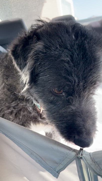 Enlarge Winnie, a Adoptable mixed breed in El Paso, TX video 4/6