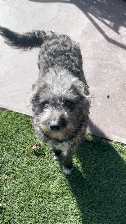 Enlarge Winnie, a Adoptable mixed breed in El Paso, TX video 2/6