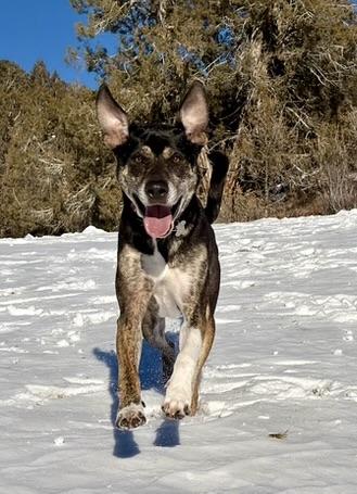 Chip, a ADOPTABLE mixed breed in Aspen, CO image 1/6