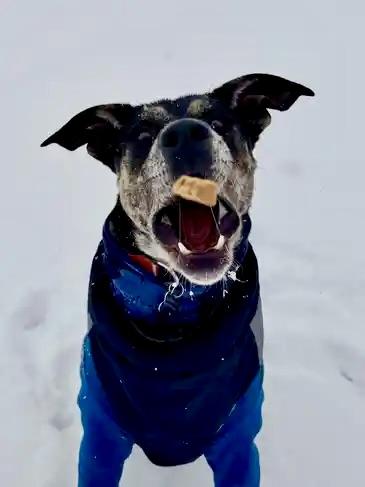 Chip, a ADOPTABLE mixed breed in Aspen, CO image 6/6