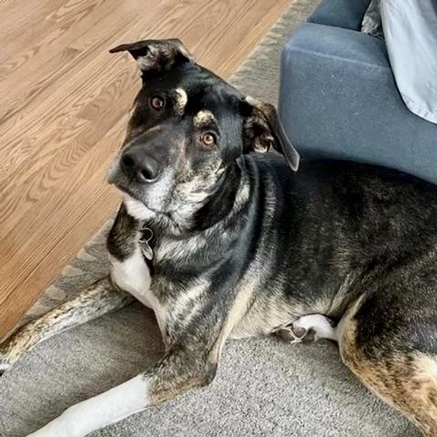 Chip, a ADOPTABLE mixed breed in Aspen, CO image 2/6