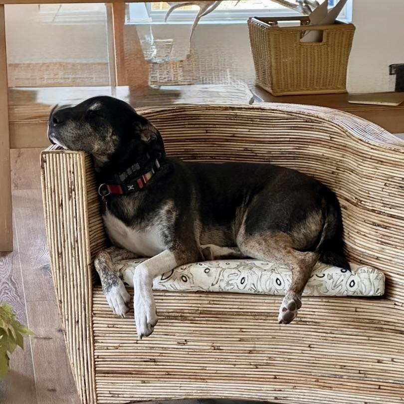 Chip, a ADOPTABLE mixed breed in Aspen, CO image 4/6