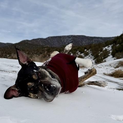 Chip, a ADOPTABLE mixed breed in Aspen, CO image 3/6