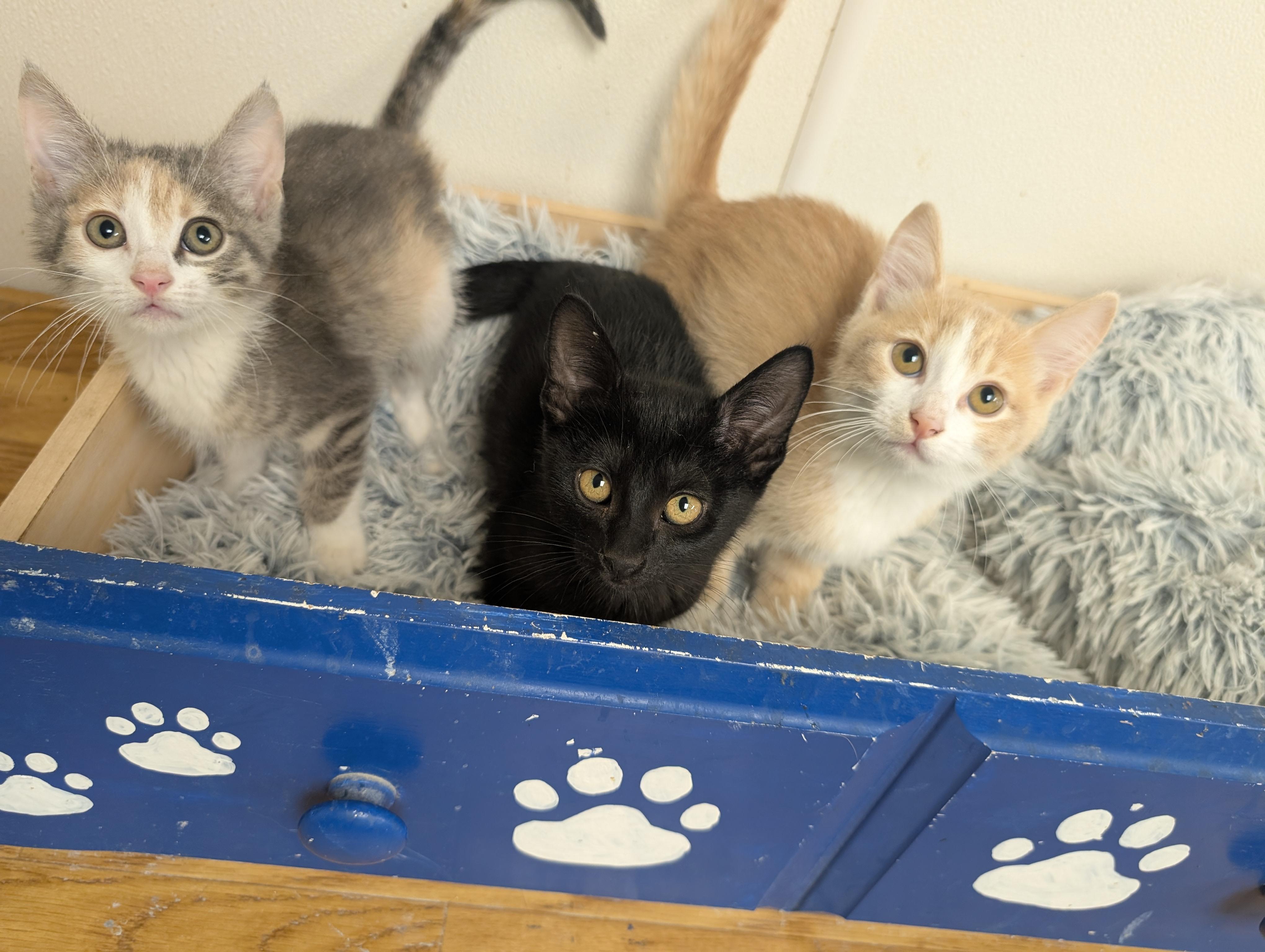 Kittens, adopted, Young Female Domestic Short Hair.