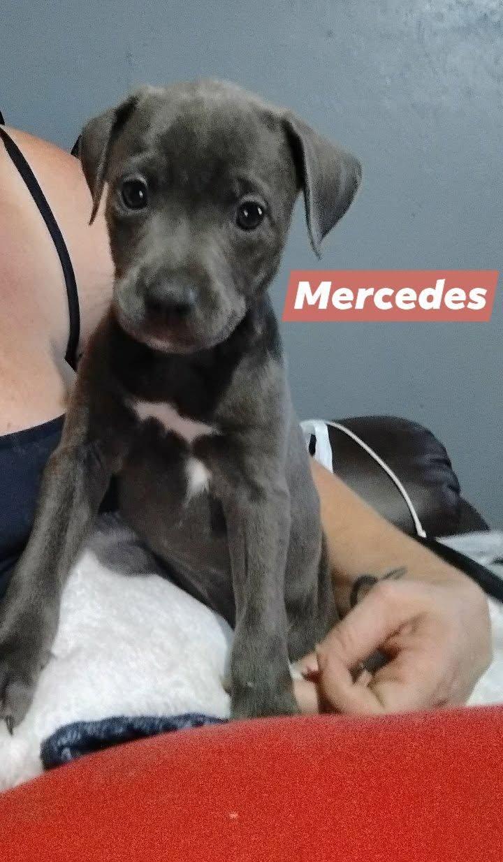 Enlarge Mercedes, an adopted mixed breed in Winter haven, FL image 1/2