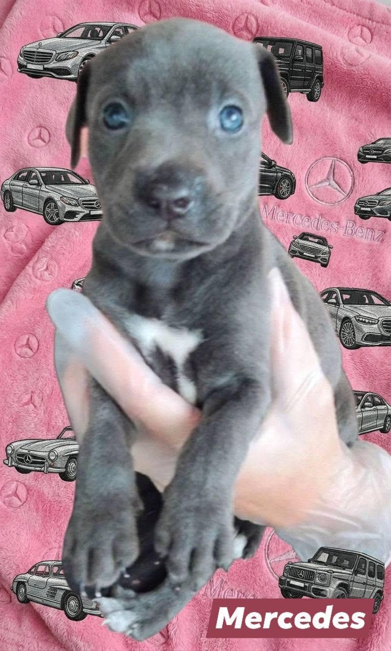 Enlarge Mercedes, an adopted mixed breed in Winter haven, FL image 2/2