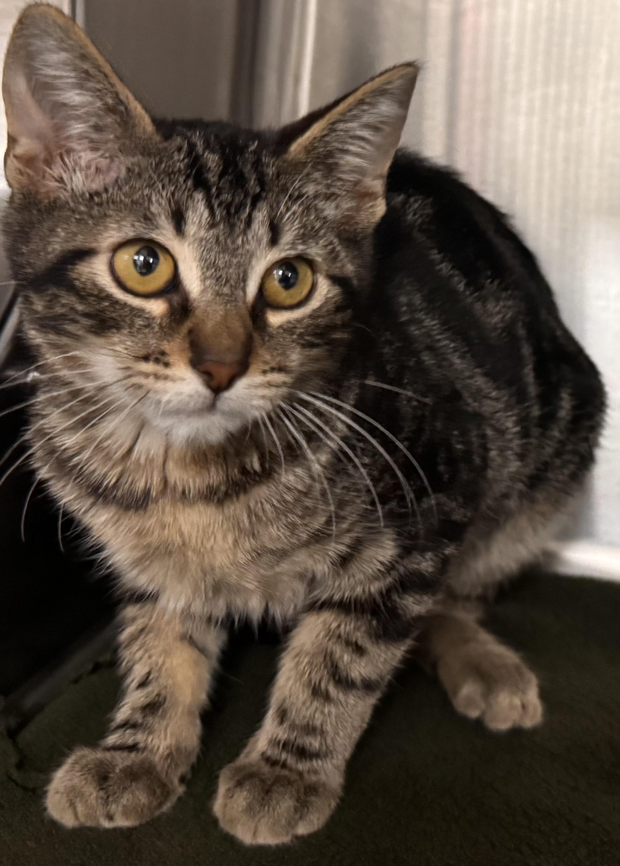 Simba, Adoptable, Kitten Male Domestic Medium Hair.