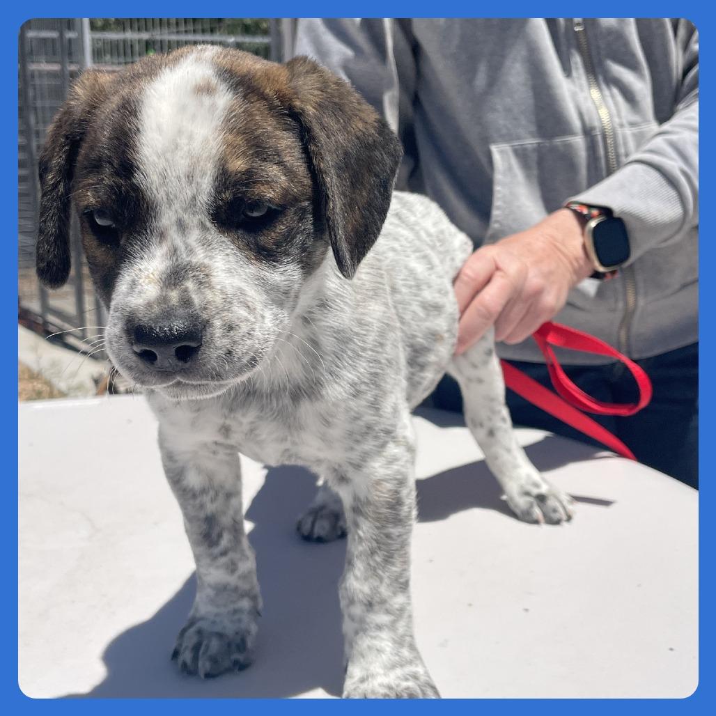Ahi, a Adoptable mixed breed in Prescott, AZ image 1/6