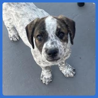 Ahi, a Adoptable mixed breed in Prescott, AZ image 2/6
