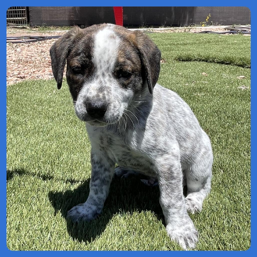 Ahi, a Adoptable mixed breed in Prescott, AZ image 3/6