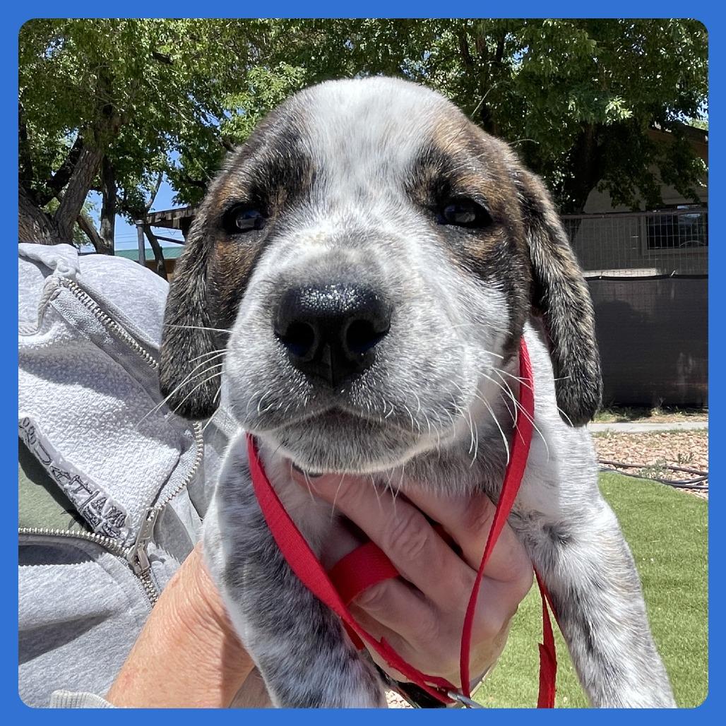 Ahi, a Adoptable mixed breed in Prescott, AZ image 4/6