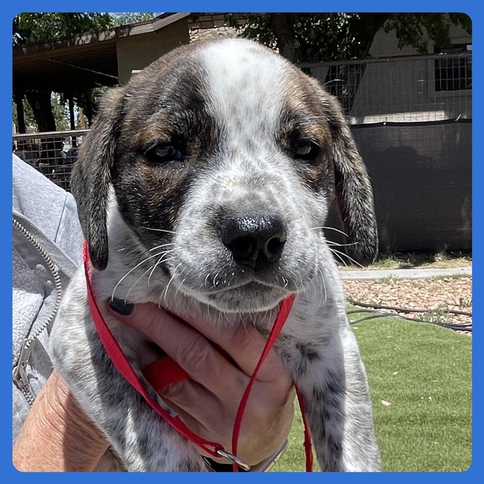 Ahi, a Adoptable mixed breed in Prescott, AZ image 5/6