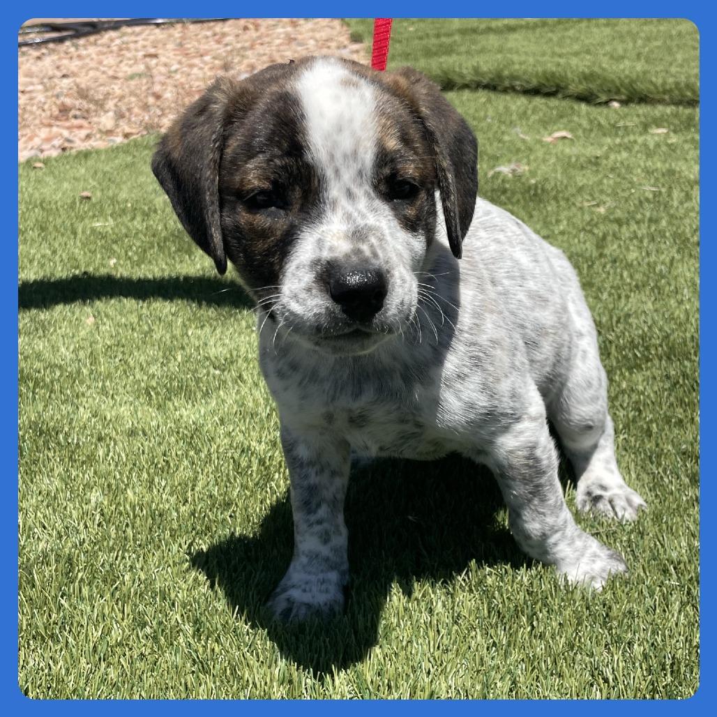 Ahi, a Adoptable mixed breed in Prescott, AZ image 6/6
