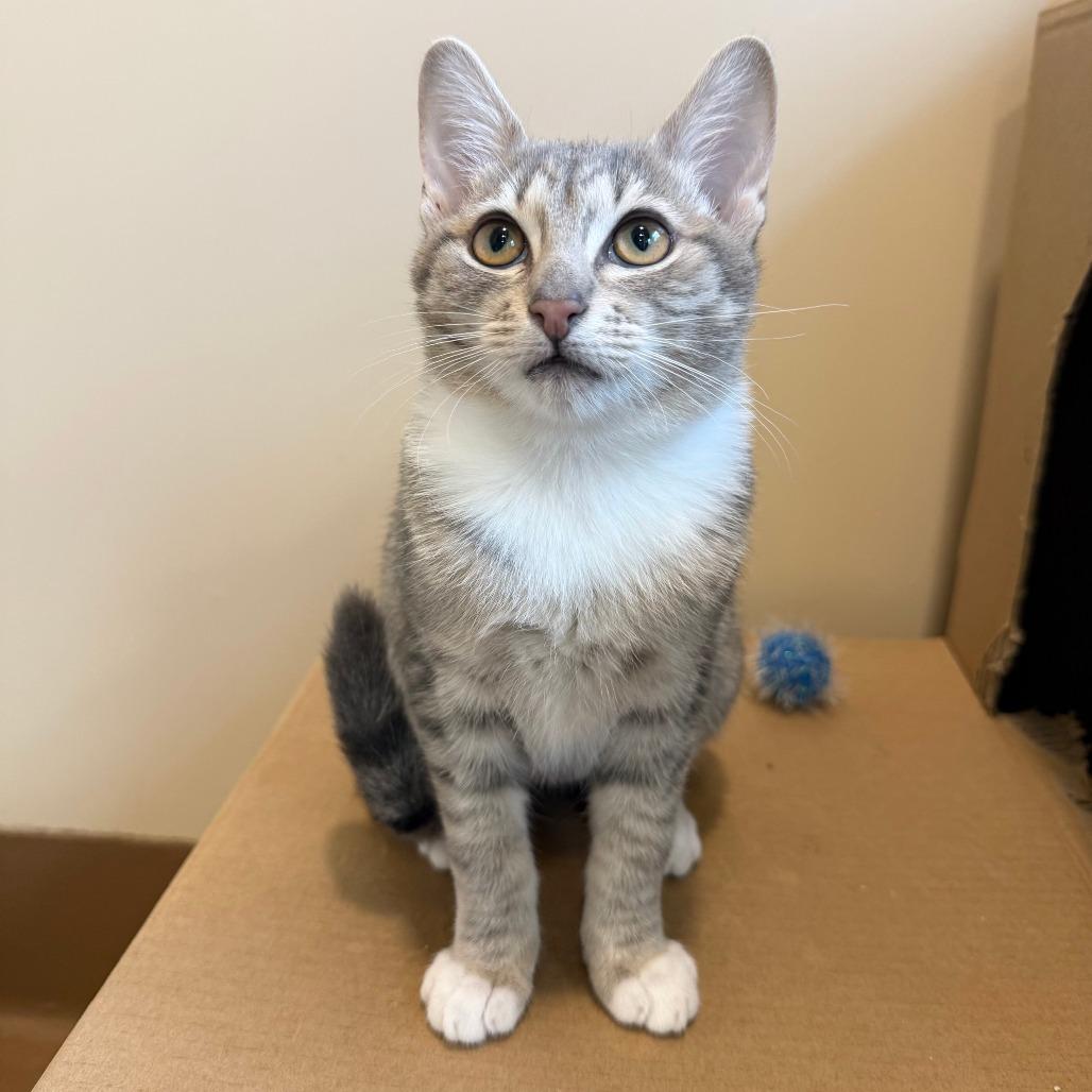 Enlarge Florence, a Adoptable Domestic Short Hair in Agoura Hills, CA image 1/5