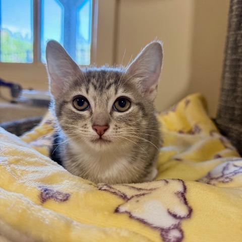 Enlarge Florence, a Adoptable Domestic Short Hair in Agoura Hills, CA image 2/5
