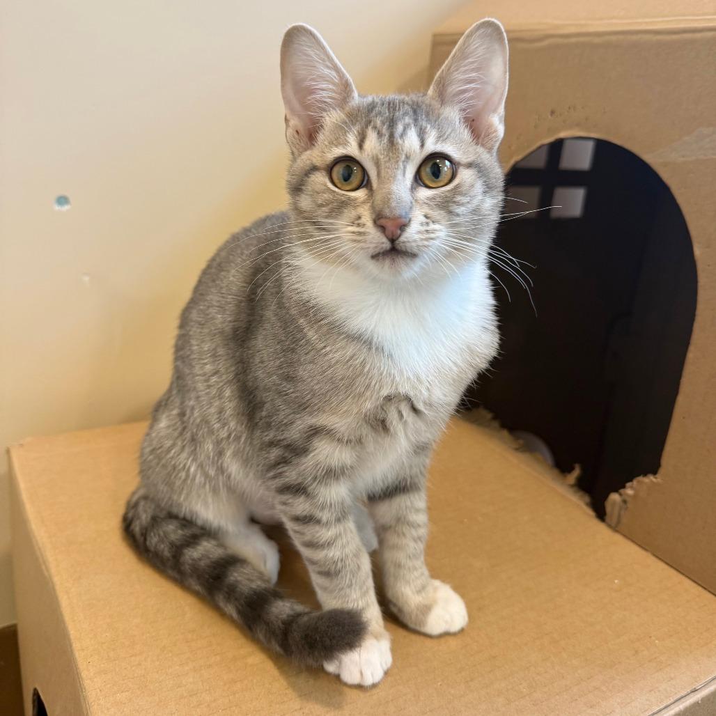 Enlarge Florence, a Adoptable Domestic Short Hair in Agoura Hills, CA image 3/5
