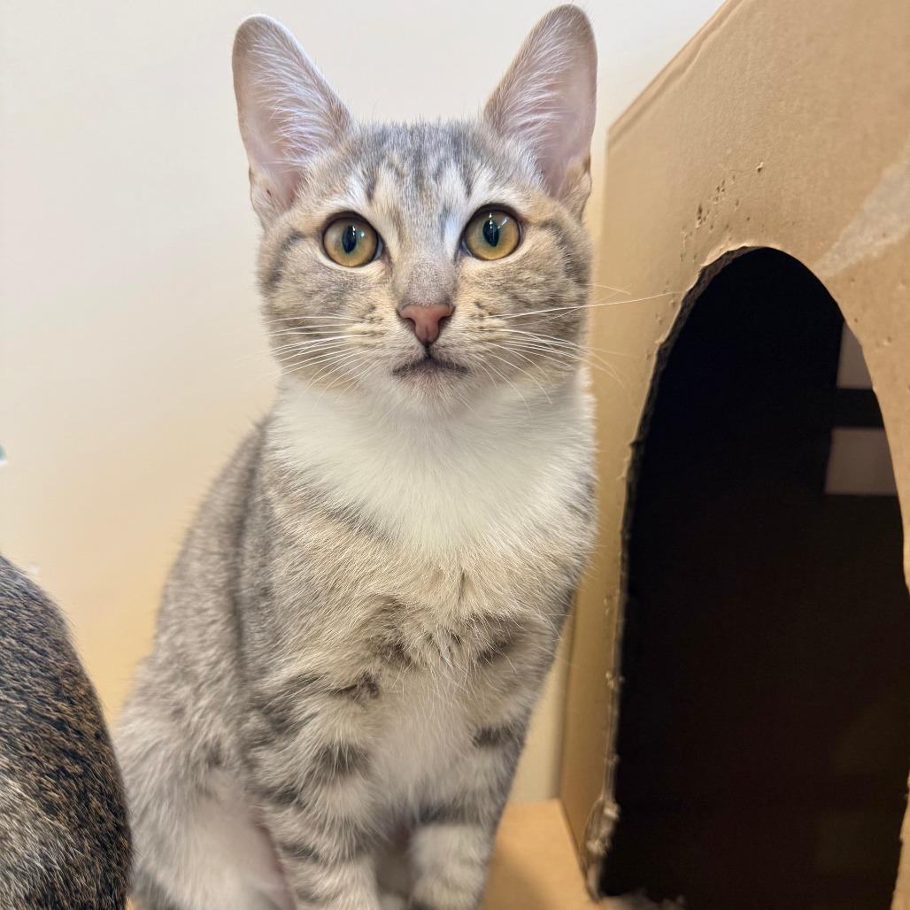 Enlarge Florence, a Adoptable Domestic Short Hair in Agoura Hills, CA image 4/5