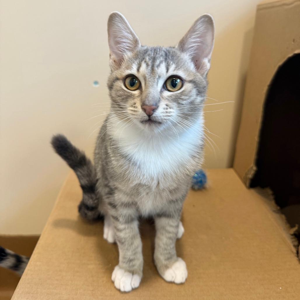 Enlarge Florence, a Adoptable Domestic Short Hair in Agoura Hills, CA image 5/5