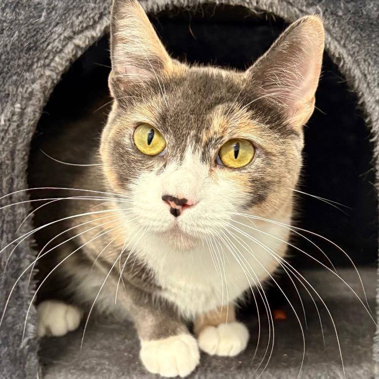 Enlarge Rosaline, a Adoptable Domestic Short Hair in Fort Lauderdale, FL image 1/6