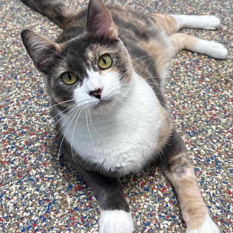 Enlarge Rosaline, a Adoptable Domestic Short Hair in Fort Lauderdale, FL image 2/6
