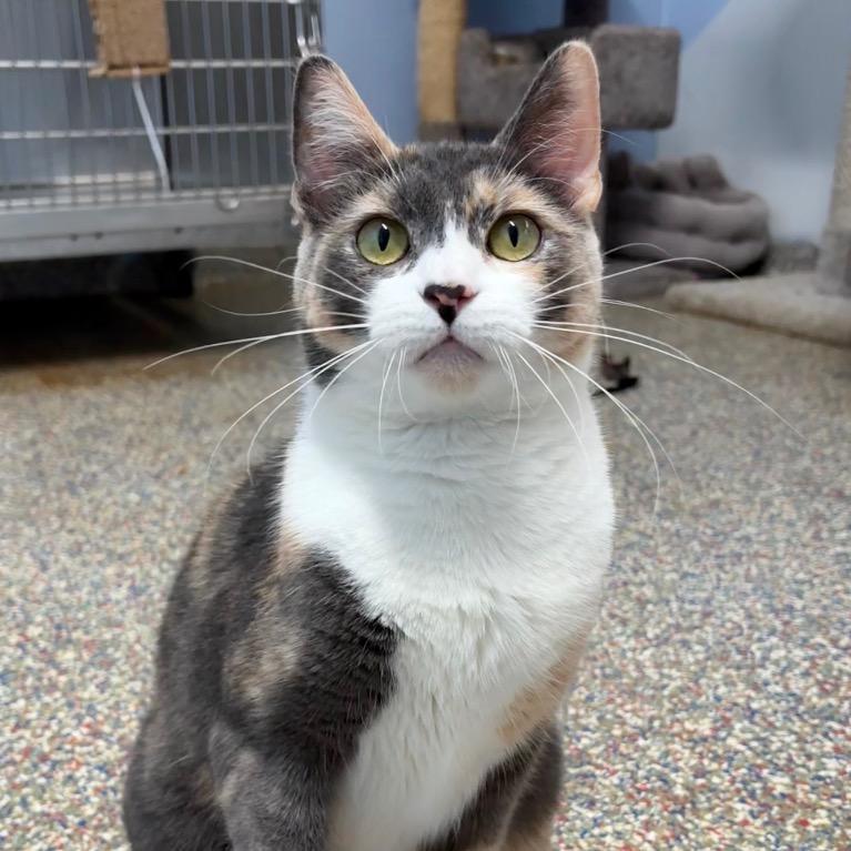 Enlarge Rosaline, a Adoptable Domestic Short Hair in Fort Lauderdale, FL image 3/6