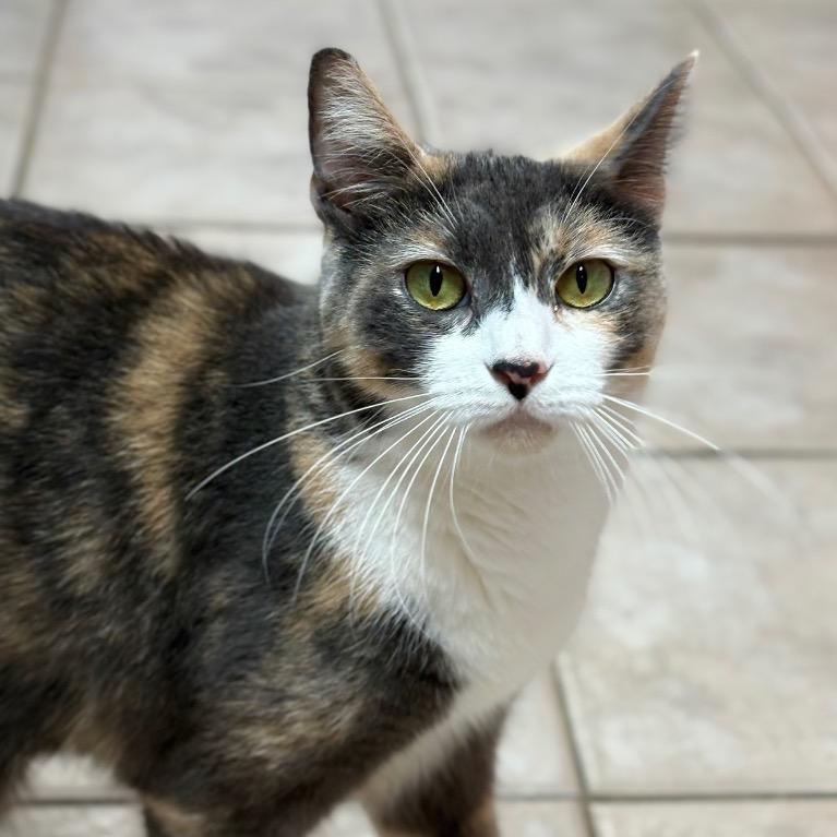 Enlarge Rosaline, a Adoptable Domestic Short Hair in Fort Lauderdale, FL image 4/6