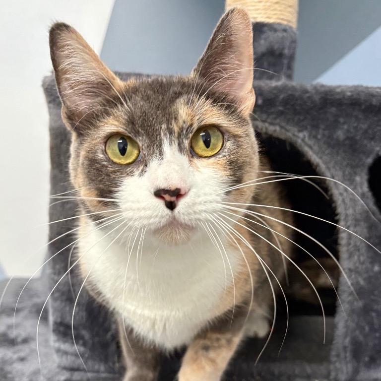 Enlarge Rosaline, a Adoptable Domestic Short Hair in Fort Lauderdale, FL image 5/6