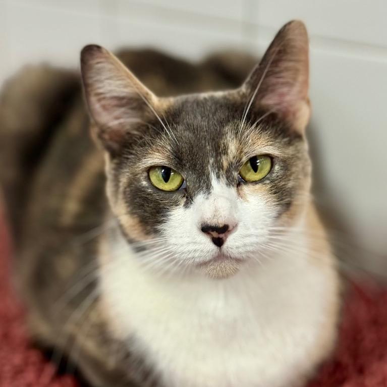 Enlarge Rosaline, a Adoptable Domestic Short Hair in Fort Lauderdale, FL image 6/6