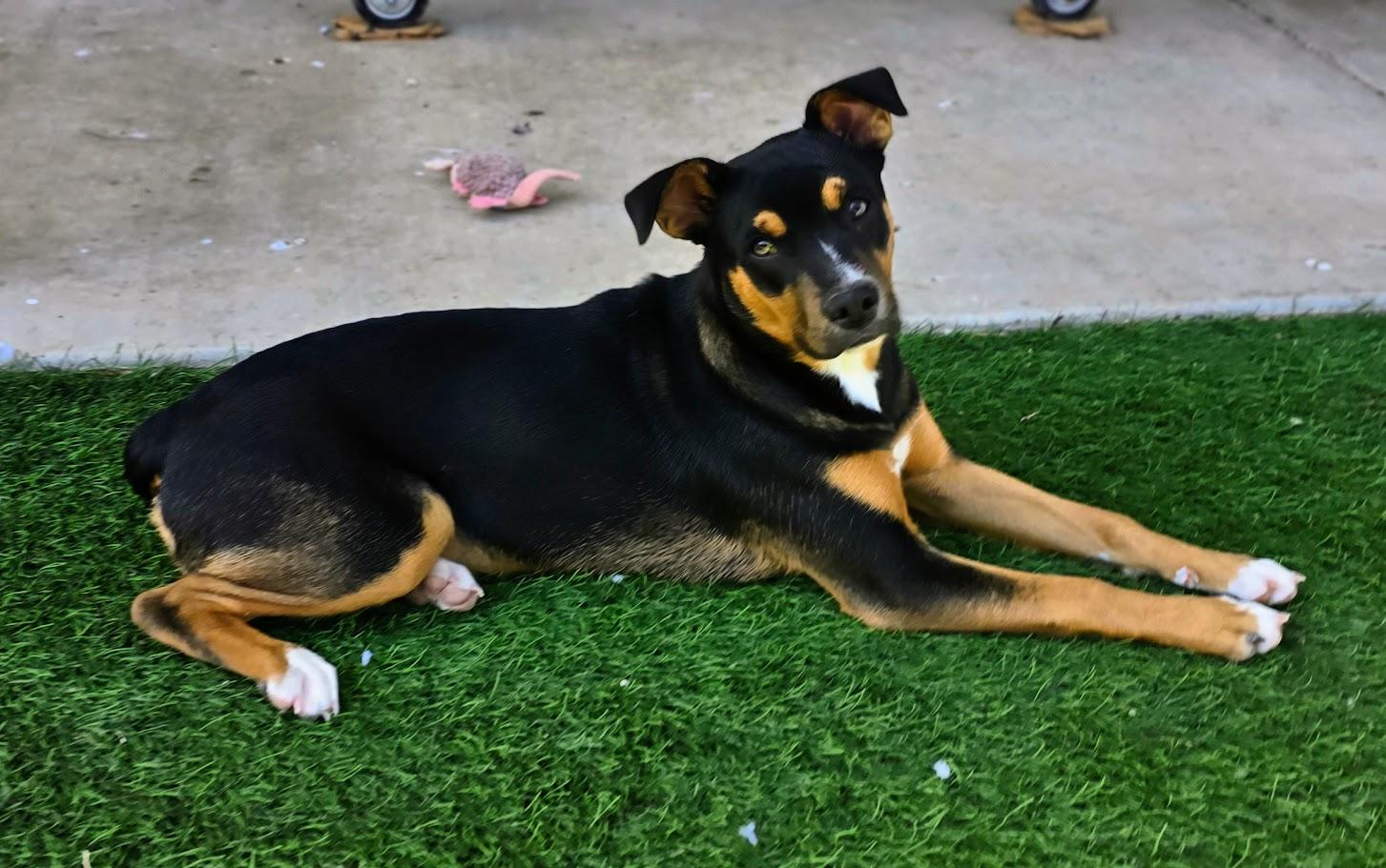 Zyla, Young Female Australian Kelpie
