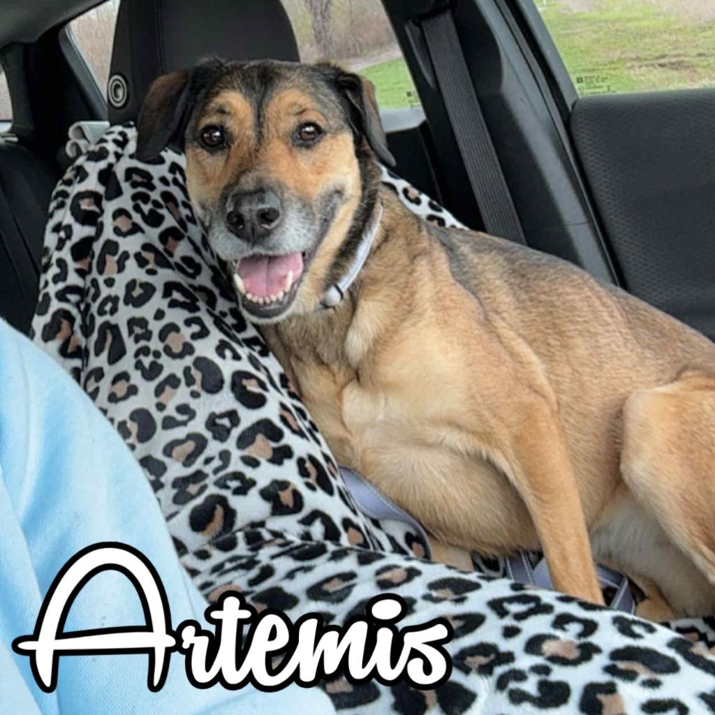 Enlarge Artemis, a Adoptable mixed breed in Hillsboro, OH image 1/4