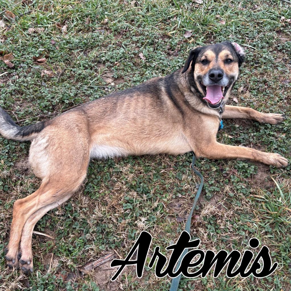 Enlarge Artemis, a Adoptable mixed breed in Hillsboro, OH image 2/4