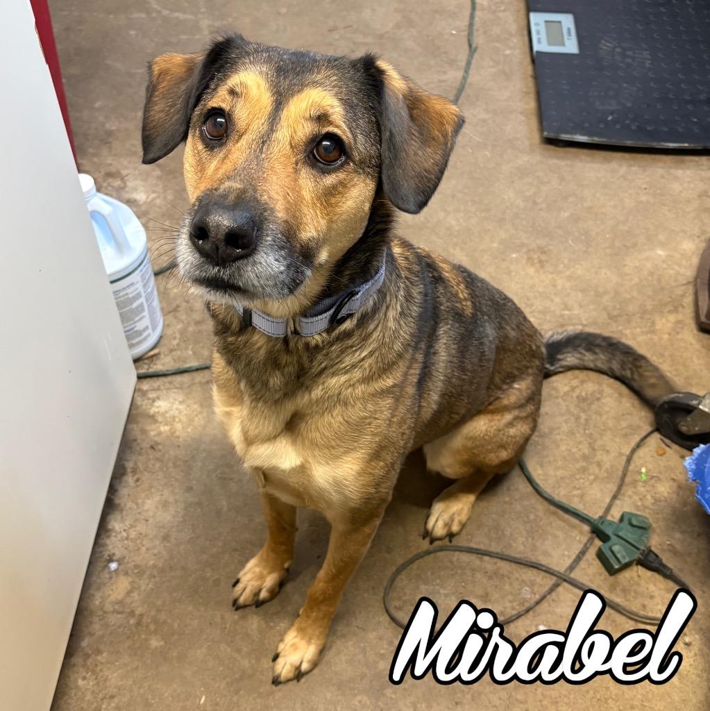 Enlarge Artemis, a Adoptable mixed breed in Hillsboro, OH image 3/4