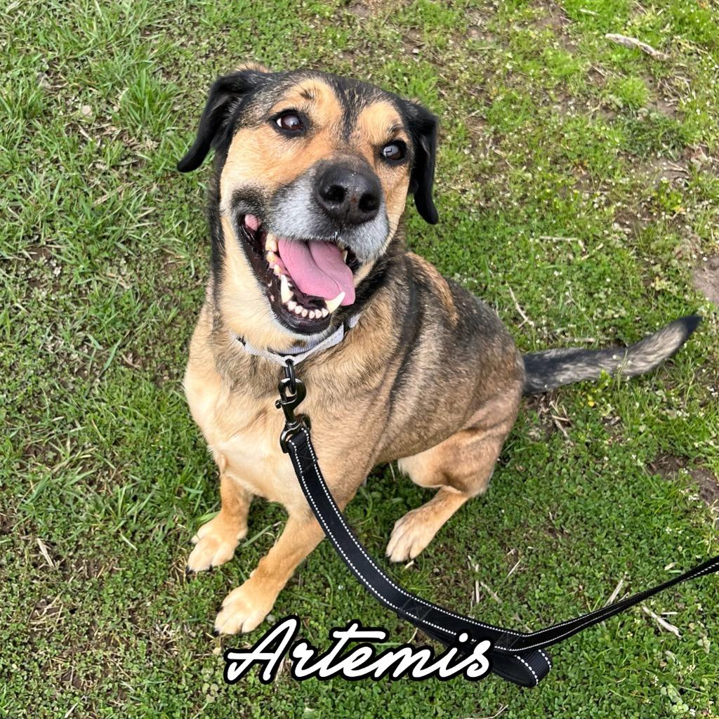 Enlarge Artemis, a Adoptable mixed breed in Hillsboro, OH image 4/4