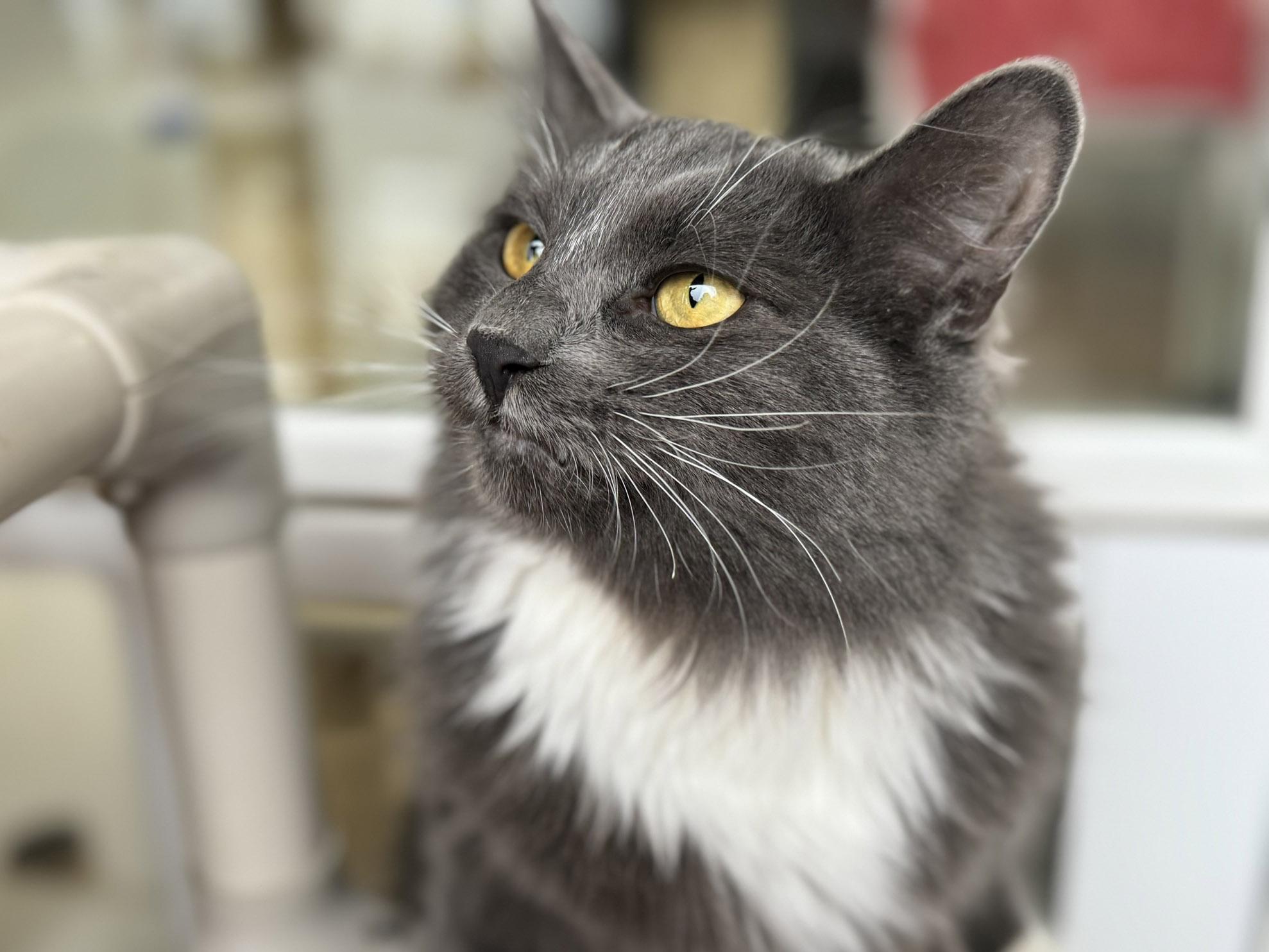 Sassy, an adoptable Domestic Long Hair in Republic, WA, 99166 | Photo Image 5
