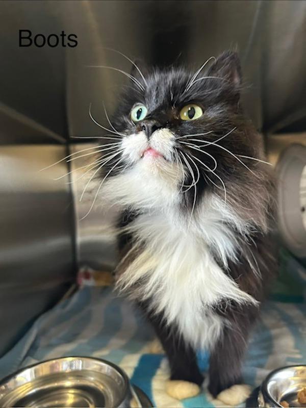 Boots, Adoptable, Adult Female Domestic Long Hair.