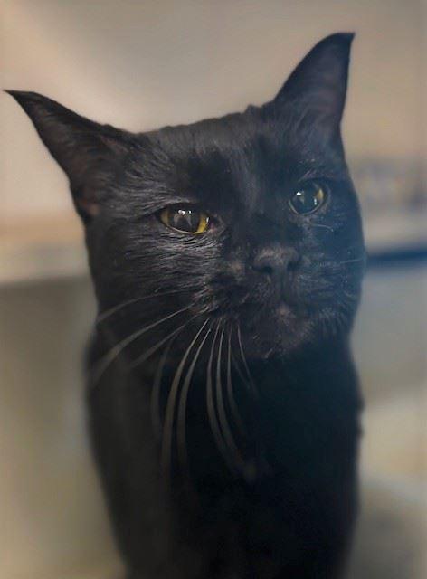 Blanche, adopted, Adult Female Domestic Short Hair.