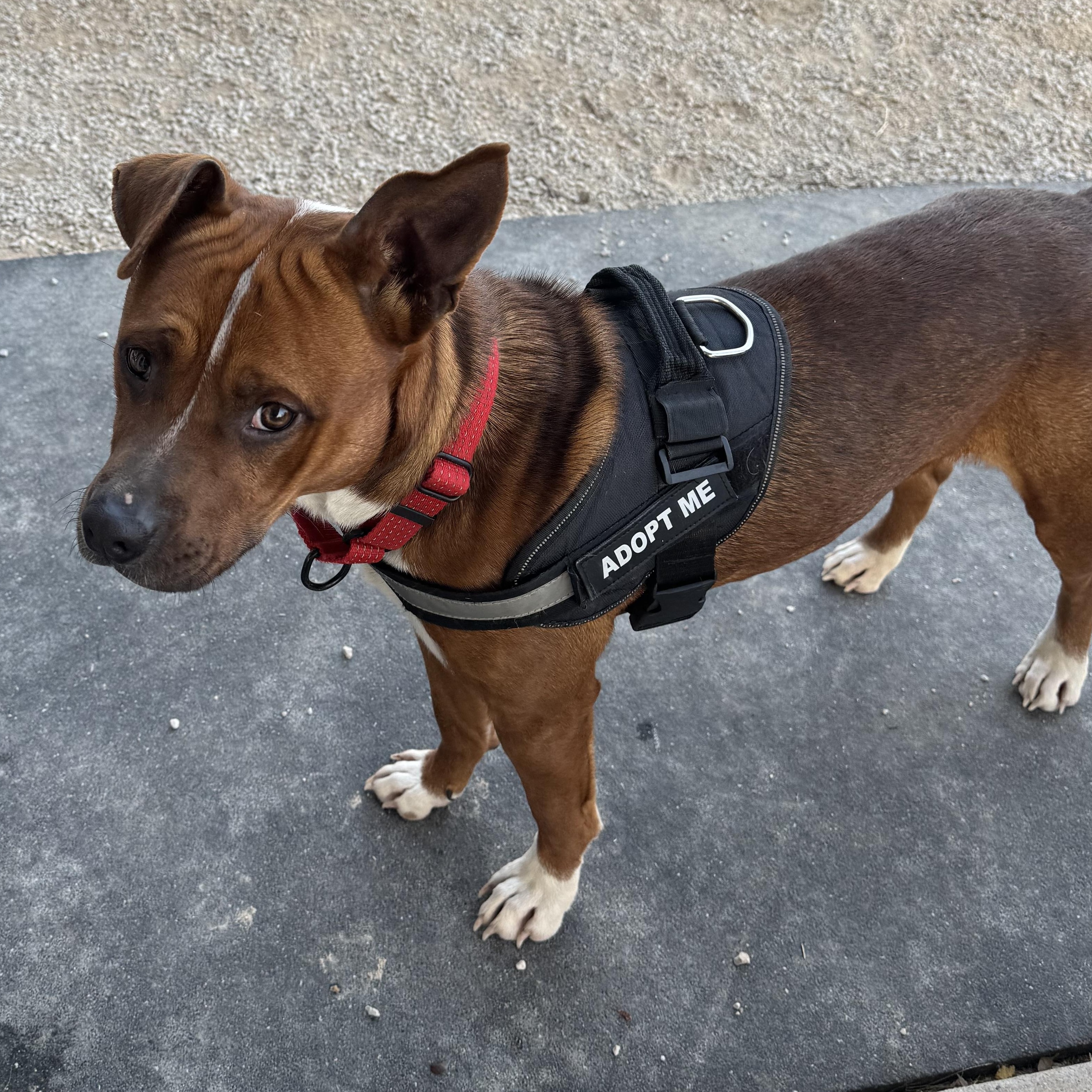 DUKE-Delightful Dog, Young Male Staffordshire Bull Terrier