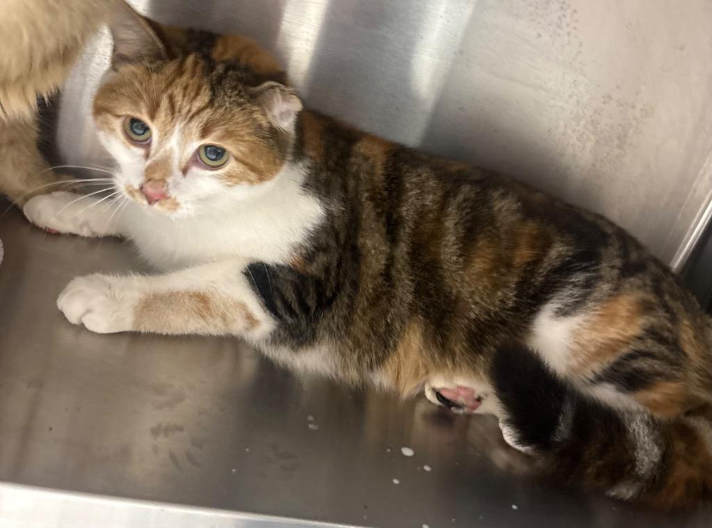 Enlarge Solara, a Adoptable mixed breed in Greeneville, TN image 1/1